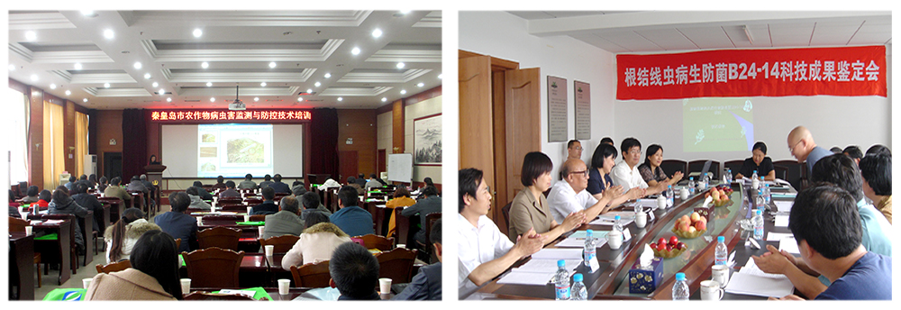 領(lǐng)先生物益根勁菌多糖解決黃瓜根結線(xiàn)蟲(chóng)問(wèn)題