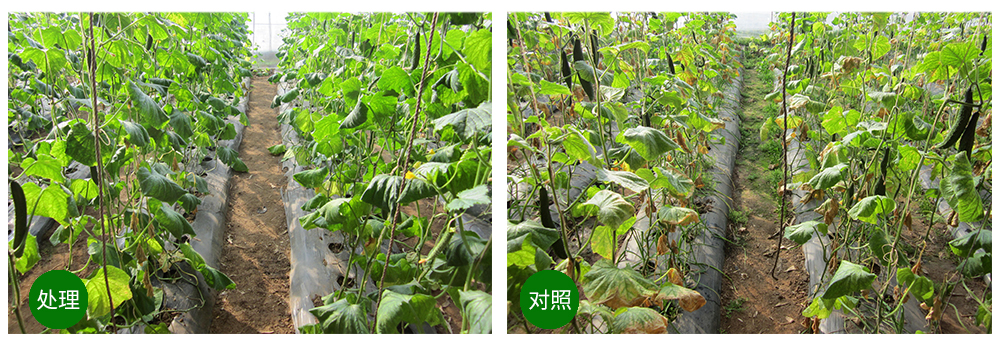 領(lǐng)先生物益根勁菌多糖解決黃瓜根結線(xiàn)蟲(chóng)問(wèn)題